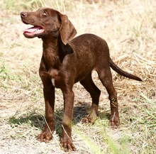 AMICA, Hund, Mischlingshund in Vaterstetten - Bild 13