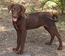 AMICA, Hund, Mischlingshund in Vaterstetten - Bild 8