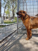 RED, Hund, Hovawart-Mix in Rumänien - Bild 4