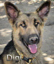 DIGI, Hund, Deutscher Schäferhund in Spanien - Bild 1