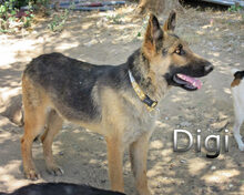 DIGI, Hund, Deutscher Schäferhund in Spanien - Bild 2