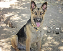 DIGI, Hund, Deutscher Schäferhund in Spanien - Bild 3