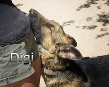 DIGI, Hund, Deutscher Schäferhund in Spanien - Bild 4