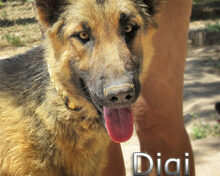 DIGI, Hund, Deutscher Schäferhund in Spanien - Bild 5