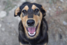 WINSTON, Hund, Mischlingshund in Bottrop - Bild 2