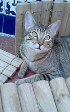 AMON, Katze, Europäisch Kurzhaar in Spanien - Bild 5