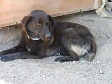 MIRRO, Hund, Mischlingshund in Spanien - Bild 4
