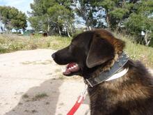 MIRRO, Hund, Mischlingshund in Spanien - Bild 9