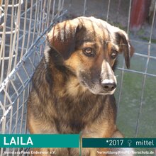 LAILA, Hund, Mischlingshund in Rumänien - Bild 1
