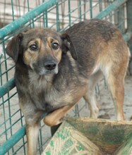 LAILA, Hund, Mischlingshund in Rumänien - Bild 10