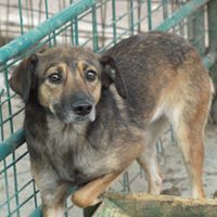 LAILA, Hund, Mischlingshund in Rumänien - Bild 2