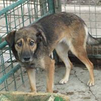 LAILA, Hund, Mischlingshund in Rumänien - Bild 3