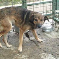 LAILA, Hund, Mischlingshund in Rumänien - Bild 5