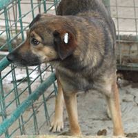 LAILA, Hund, Mischlingshund in Rumänien - Bild 6