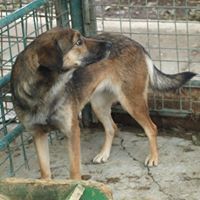 LAILA, Hund, Mischlingshund in Rumänien - Bild 7