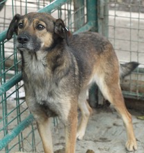 LAILA, Hund, Mischlingshund in Rumänien - Bild 9