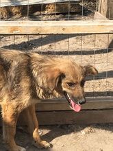 BUTTERFLY, Hund, Mischlingshund in Rumänien - Bild 11