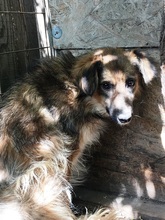 BUTTERFLY, Hund, Mischlingshund in Rumänien - Bild 12