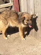BUTTERFLY, Hund, Mischlingshund in Rumänien - Bild 15