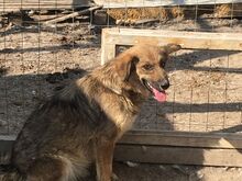 BUTTERFLY, Hund, Mischlingshund in Rumänien - Bild 16