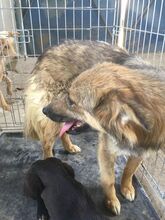 BUTTERFLY, Hund, Mischlingshund in Rumänien - Bild 17