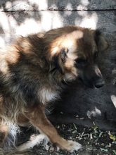 BUTTERFLY, Hund, Mischlingshund in Rumänien - Bild 18