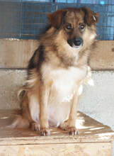 BUTTERFLY, Hund, Mischlingshund in Rumänien - Bild 2