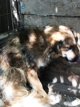 BUTTERFLY, Hund, Mischlingshund in Rumänien - Bild 21