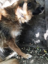 BUTTERFLY, Hund, Mischlingshund in Rumänien - Bild 25