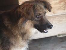BUTTERFLY, Hund, Mischlingshund in Rumänien - Bild 4