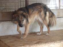 BUTTERFLY, Hund, Mischlingshund in Rumänien - Bild 5