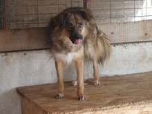 BUTTERFLY, Hund, Mischlingshund in Rumänien - Bild 6