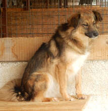 BUTTERFLY, Hund, Mischlingshund in Rumänien - Bild 7