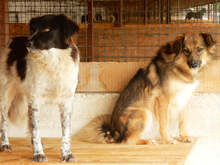 BUTTERFLY, Hund, Mischlingshund in Rumänien - Bild 9