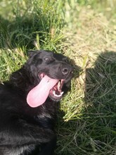 SZOTY, Hund, Mischlingshund in Ungarn - Bild 5