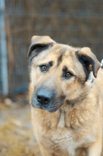 DAGAN, Hund, Mischlingshund in Slowakische Republik - Bild 15