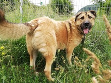 DAGAN, Hund, Mischlingshund in Slowakische Republik - Bild 16
