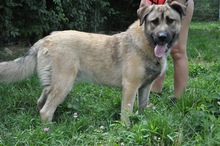 DAGAN, Hund, Mischlingshund in Slowakische Republik - Bild 2