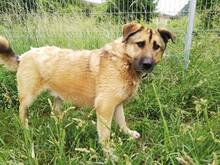 DAGAN, Hund, Mischlingshund in Slowakische Republik - Bild 20