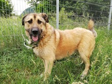 DAGAN, Hund, Mischlingshund in Slowakische Republik - Bild 22