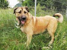 DAGAN, Hund, Mischlingshund in Slowakische Republik - Bild 23