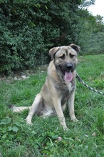 DAGAN, Hund, Mischlingshund in Slowakische Republik - Bild 25