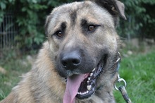 DAGAN, Hund, Mischlingshund in Slowakische Republik - Bild 26