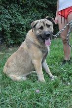 DAGAN, Hund, Mischlingshund in Slowakische Republik - Bild 27