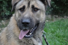 DAGAN, Hund, Mischlingshund in Slowakische Republik - Bild 3