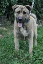 DAGAN, Hund, Mischlingshund in Slowakische Republik - Bild 30
