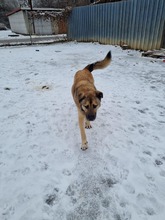 DAGAN, Hund, Mischlingshund in Slowakische Republik - Bild 32