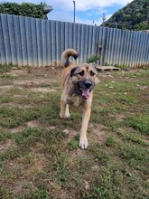 DAGAN, Hund, Mischlingshund in Slowakische Republik - Bild 8