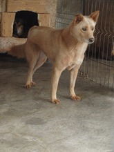 PEPE, Hund, Mischlingshund in Rumänien - Bild 1