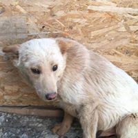 PEPE, Hund, Mischlingshund in Rumänien - Bild 10